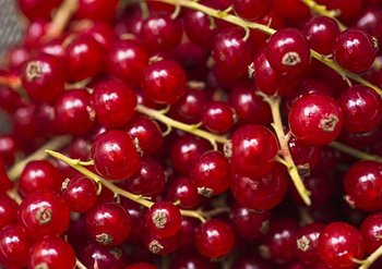 465x328px grosella 1