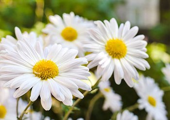 465x328px manzanilla 1