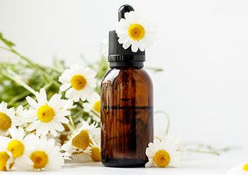 465x328px manzanilla 2