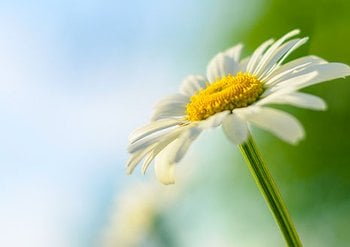 465x328px manzanilla