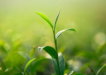 465x328px te verde 1