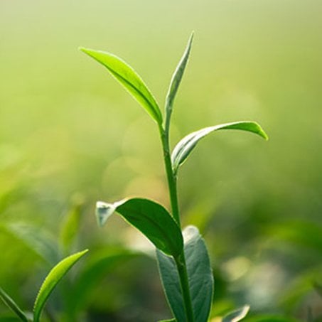 te verde